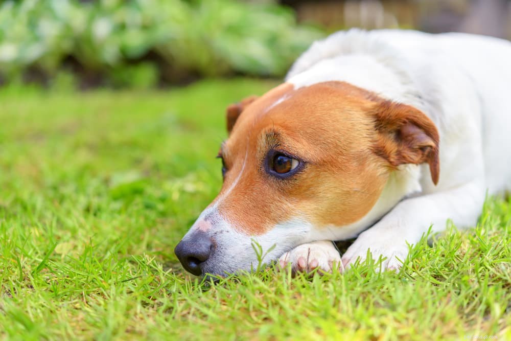 How Long Can a Dog Go Without Pooping? Health Insights & Signs to Watch