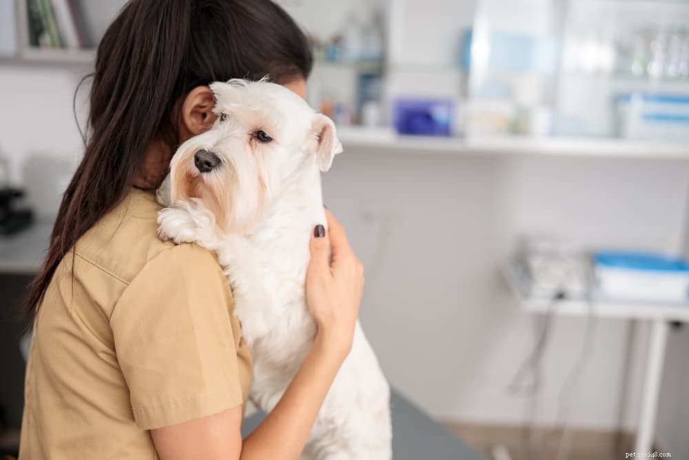 How Long Can a Dog Go Without Pooping? Health Insights & Signs to Watch