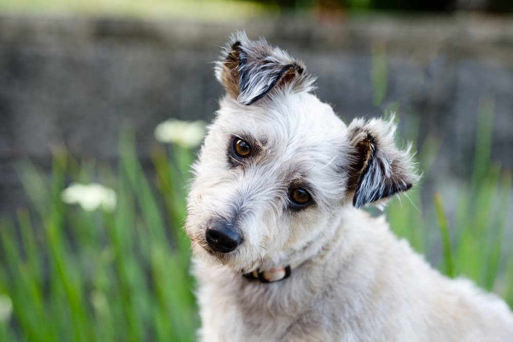 How Long Can a Dog Go Without Pooping? Health Insights & Signs to Watch