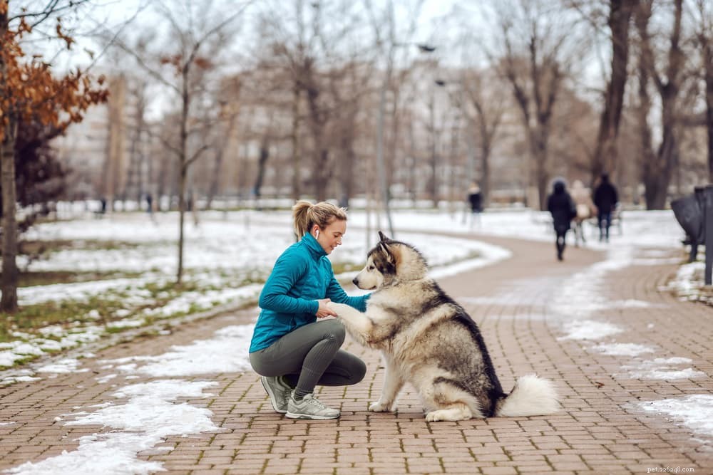 Cracked Dog Paws: Causes, Care, and Fast Relief for Your Pup