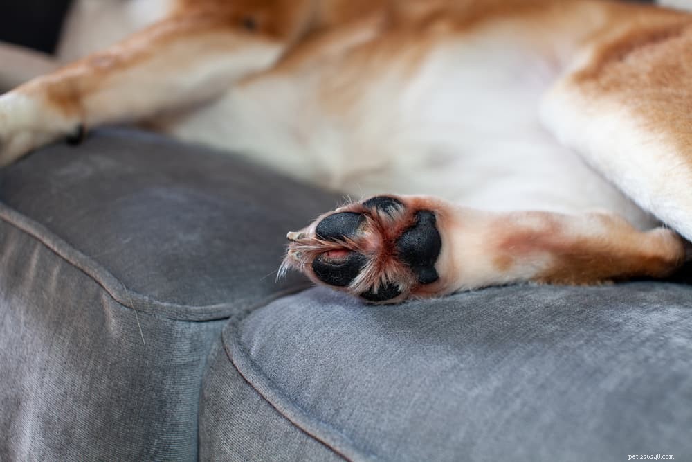 Cracked Dog Paws: Causes, Care, and Fast Relief for Your Pup