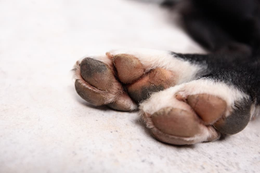 Cracked Dog Paws: Causes, Care, and Fast Relief for Your Pup