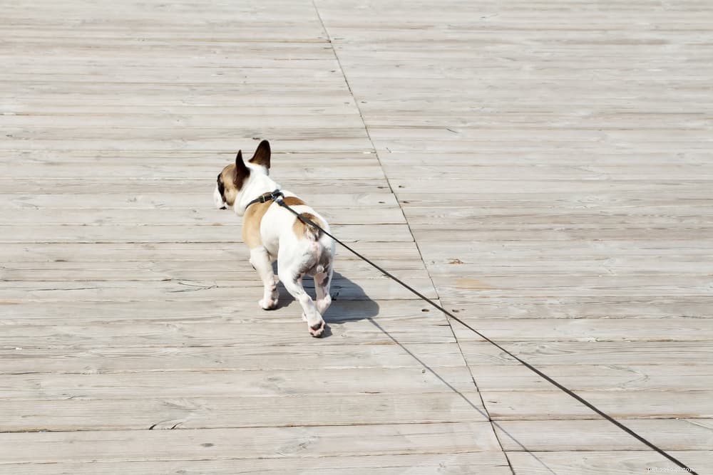 Cracked Dog Paws: Causes, Care, and Fast Relief for Your Pup