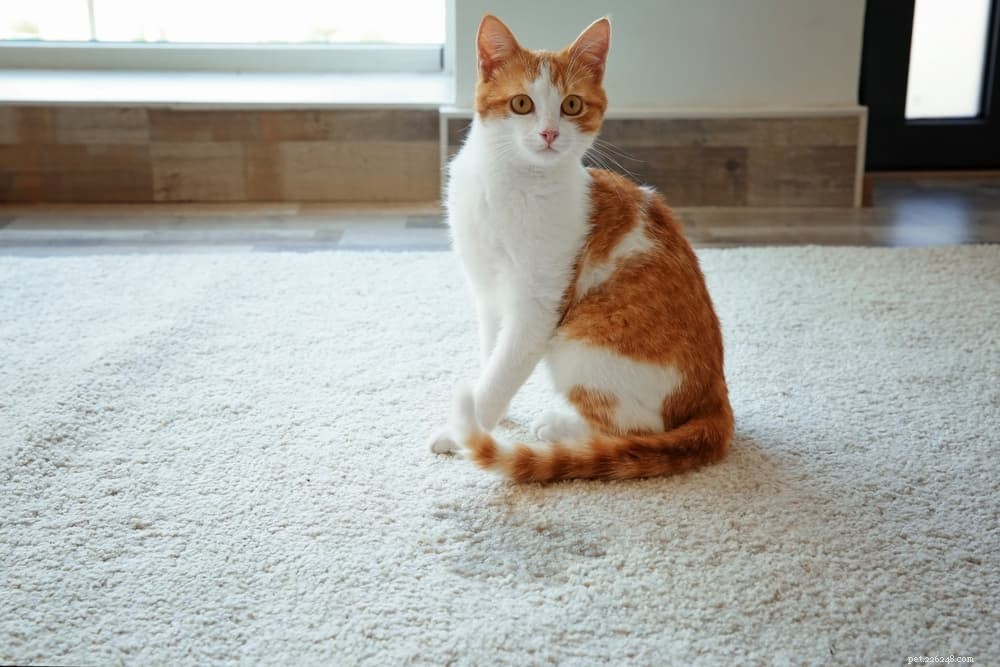 Cystitis in Cats: Causes, Symptoms, and Lifelong Management