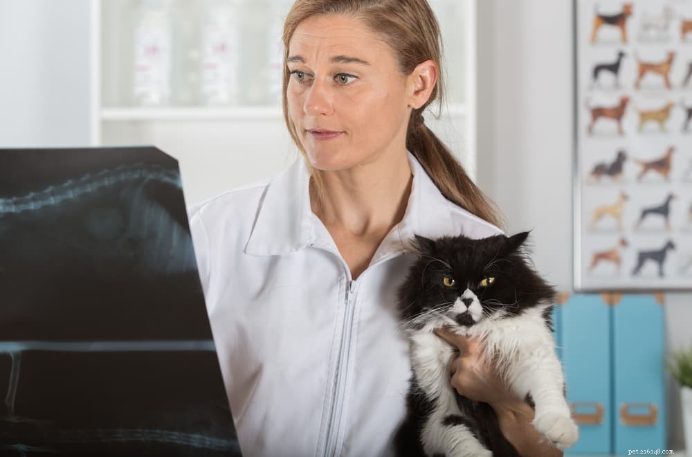 Cystitis in Cats: Causes, Symptoms, and Lifelong Management