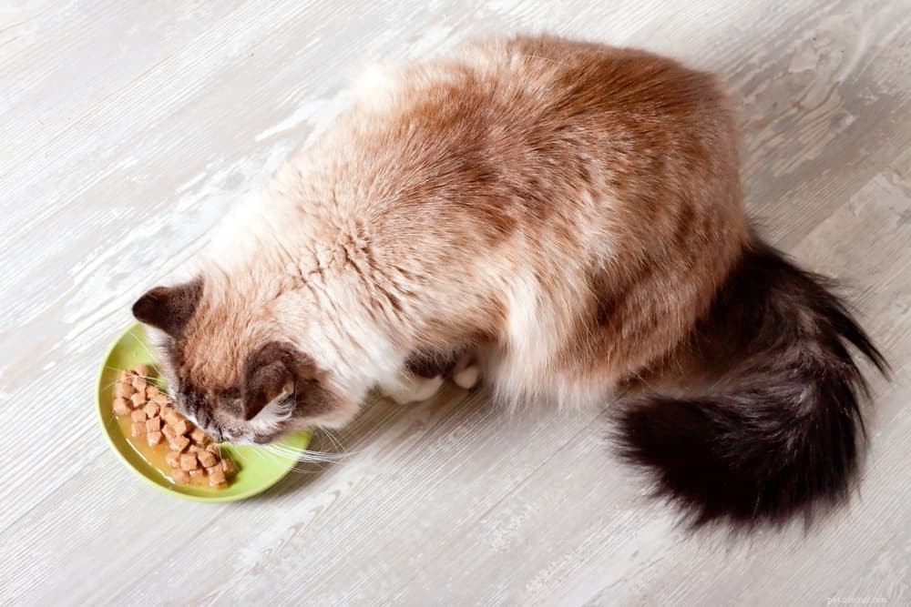 Cystitis in Cats: Causes, Symptoms, and Lifelong Management