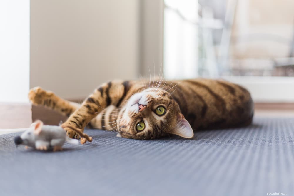 Cystitis in Cats: Causes, Symptoms, and Lifelong Management