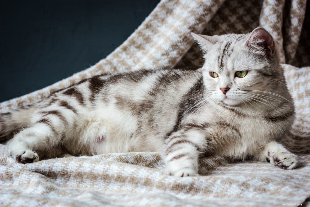 Cat Pregnancy 101: What to Expect & How to Care