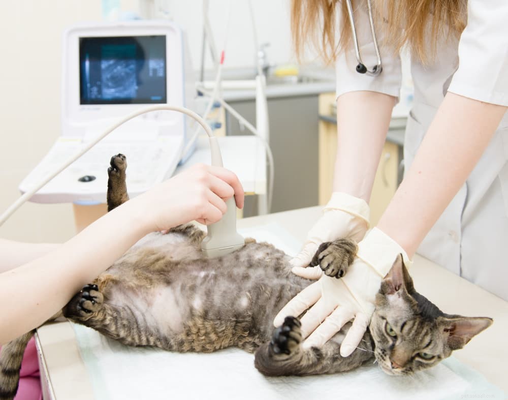 Cat Pregnancy 101: What to Expect & How to Care
