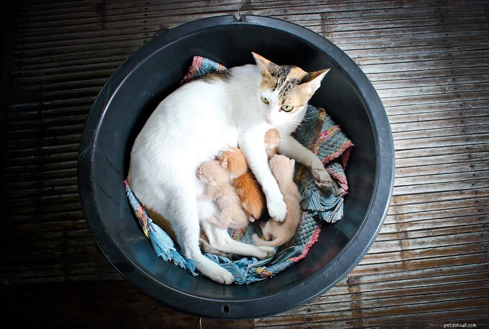 Cat Pregnancy 101: What to Expect & How to Care