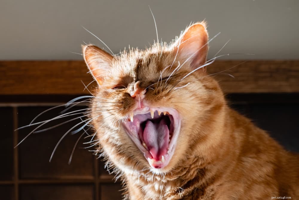 Gingivitis in Cats: Causes, Symptoms, and Prevention for Healthy Pets