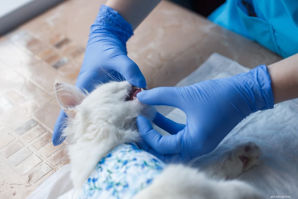 Gingivitis in Cats: Causes, Symptoms, and Prevention for Healthy Pets