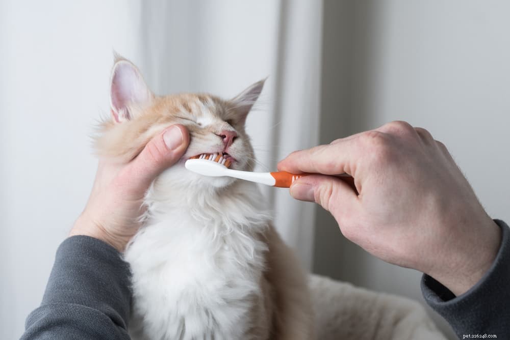 Gingivitis in Cats: Causes, Symptoms, and Prevention for Healthy Pets