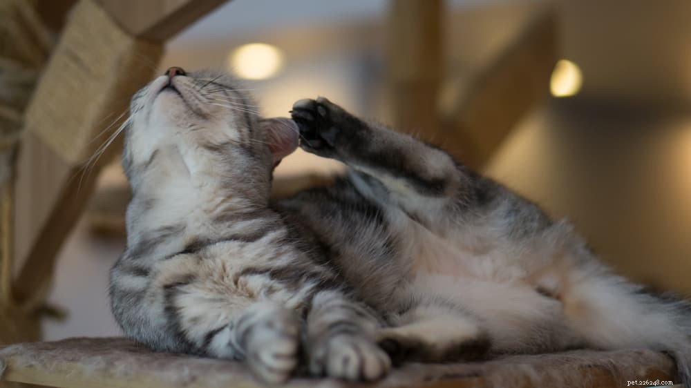 Understanding and Treating Ringworm in Cats: Quick Diagnosis & Prevention