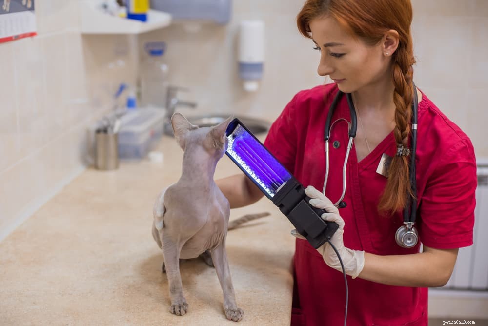 Understanding and Treating Ringworm in Cats: Quick Diagnosis & Prevention