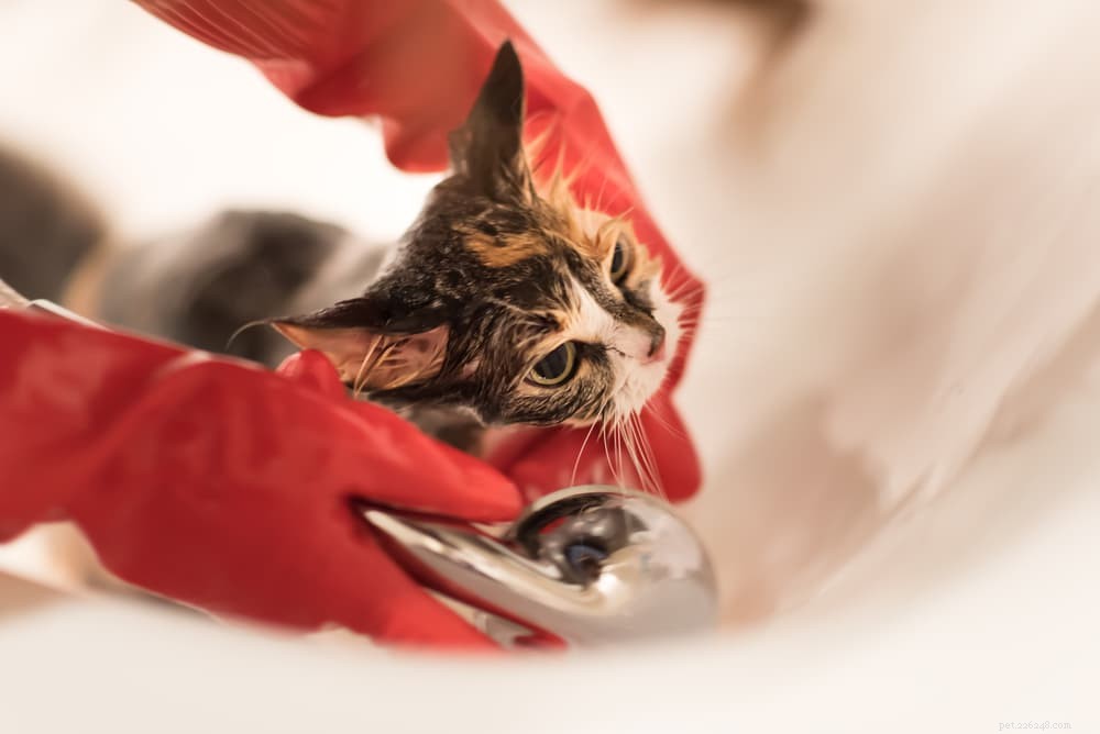 Understanding and Treating Ringworm in Cats: Quick Diagnosis & Prevention
