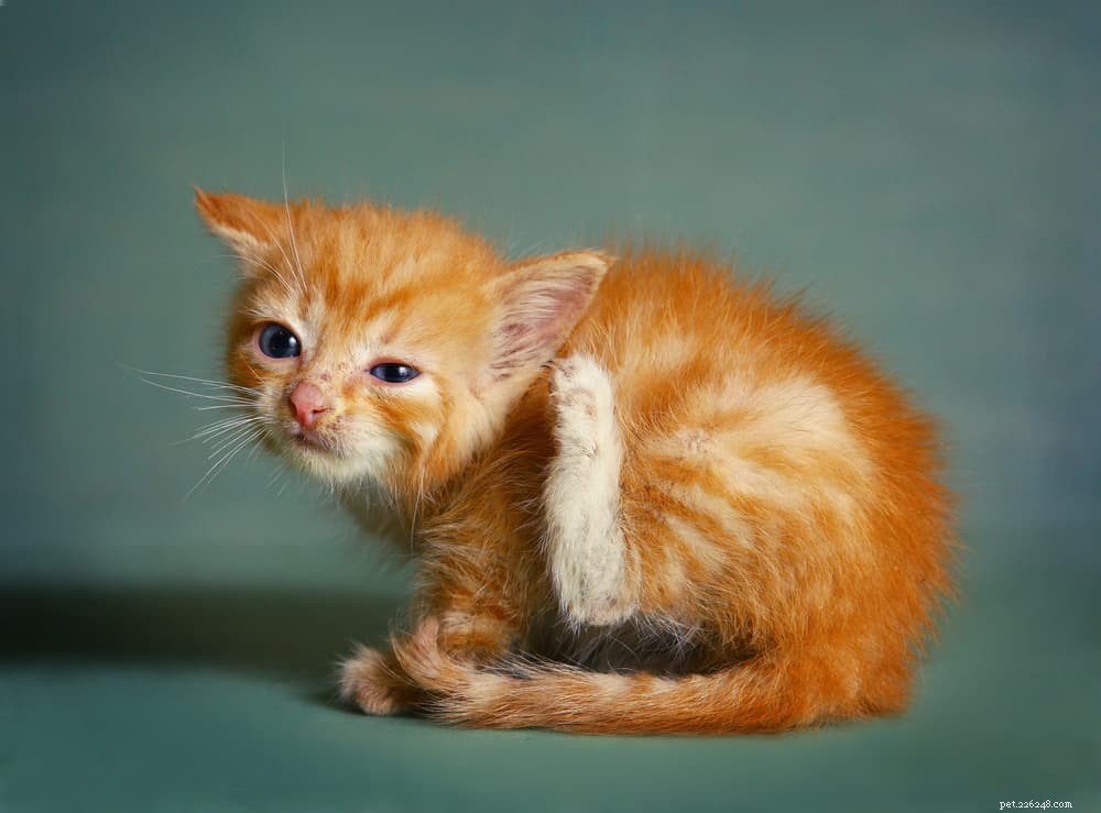 Ear Mites in Cats: Symptoms, Causes, and Quick Diagnosis