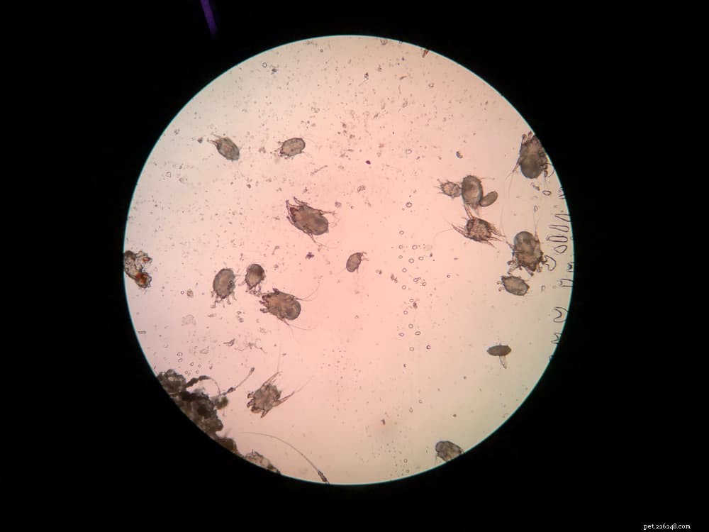 Ear Mites in Cats: Symptoms, Causes, and Quick Diagnosis