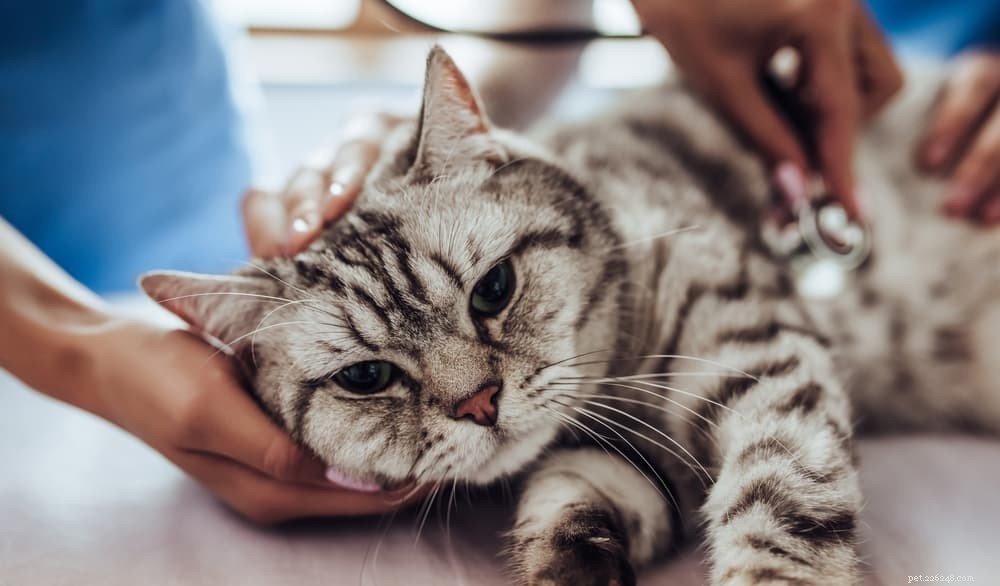 Understanding Cat Heart Murmurs: Diagnosis, Causes, and Care