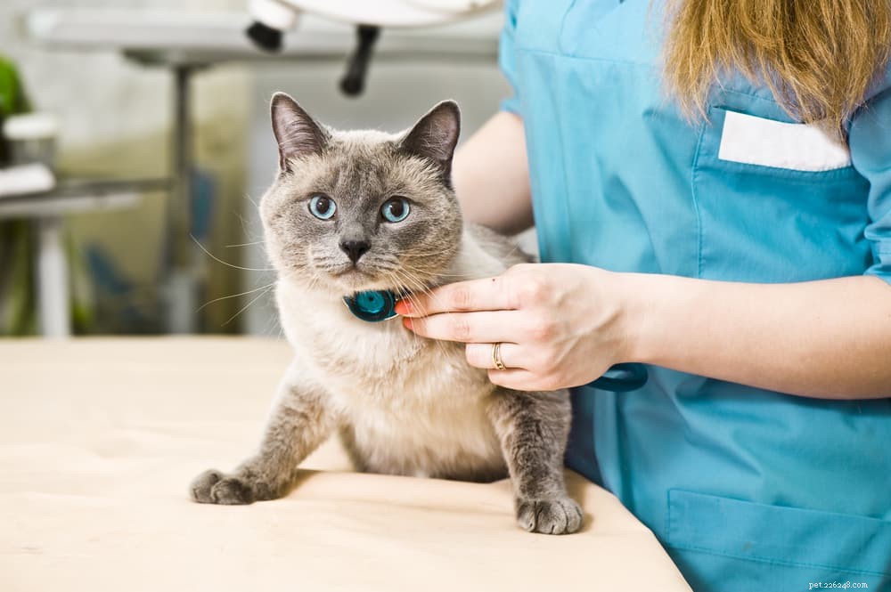 Understanding Cat Heart Murmurs: Diagnosis, Causes, and Care