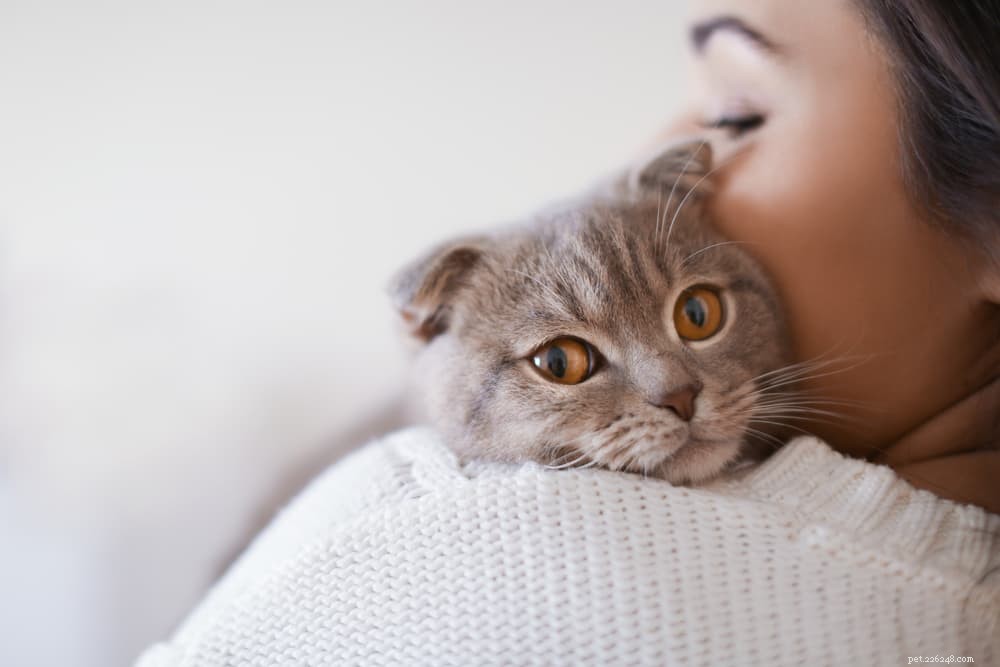 Understanding Cat Heart Murmurs: Diagnosis, Causes, and Care