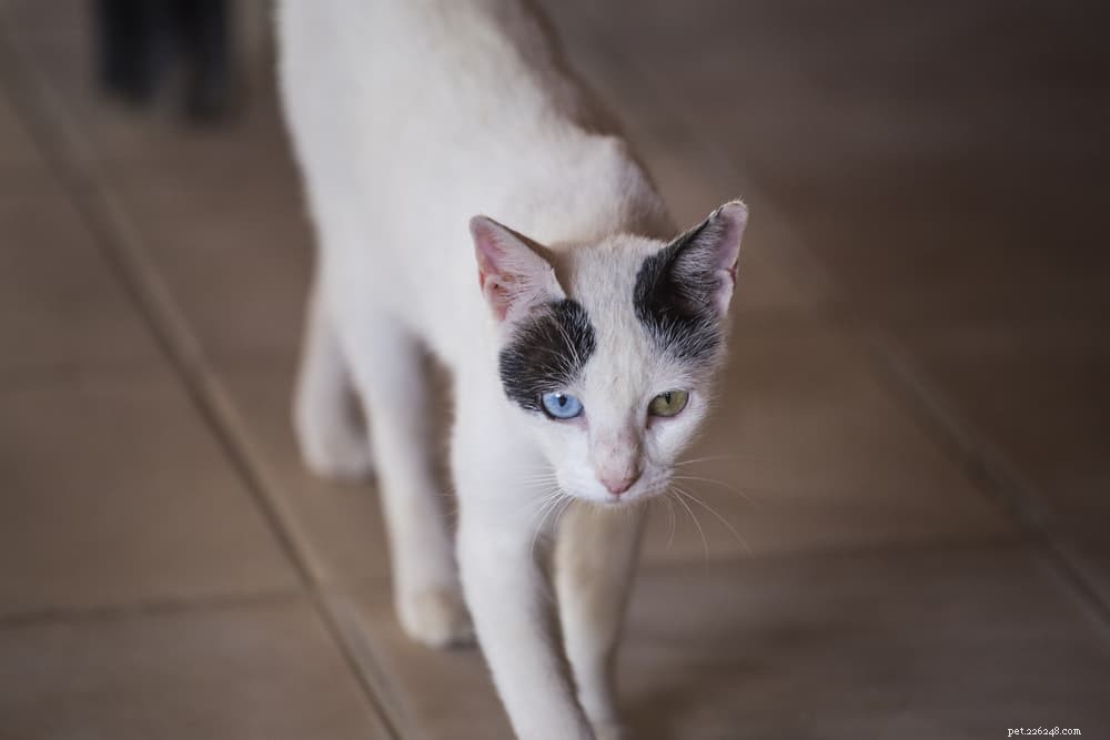 Understanding Feline Infectious Peritonitis (FIP): Causes, Symptoms, and Treatment