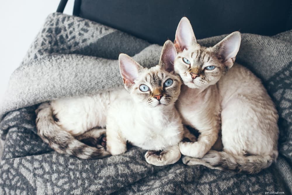 Understanding Feline Infectious Peritonitis (FIP): Causes, Symptoms, and Treatment