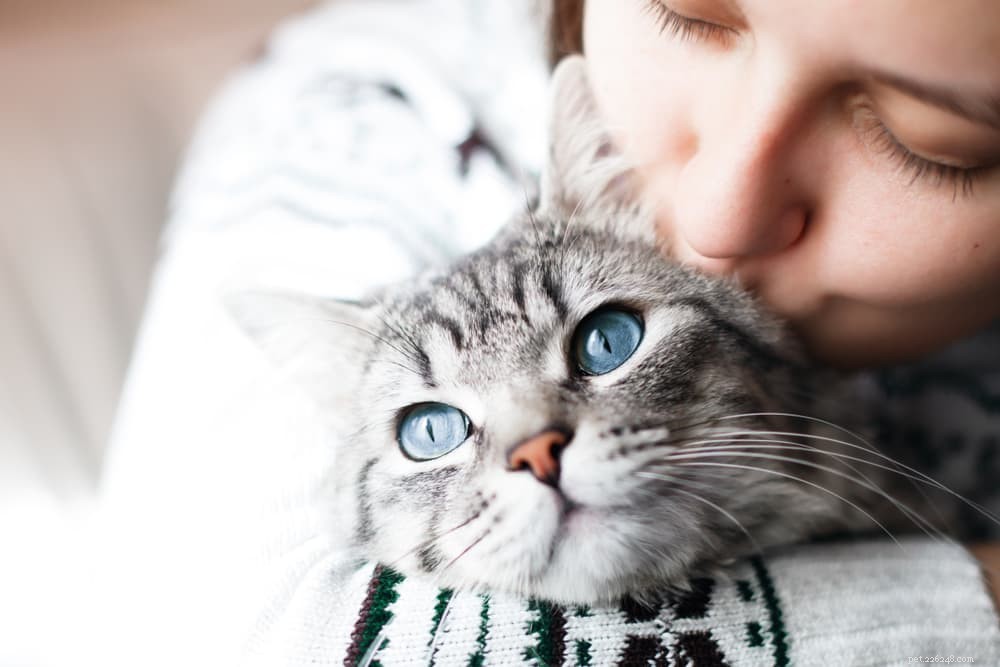 Understanding Feline Infectious Peritonitis (FIP): Causes, Symptoms, and Treatment