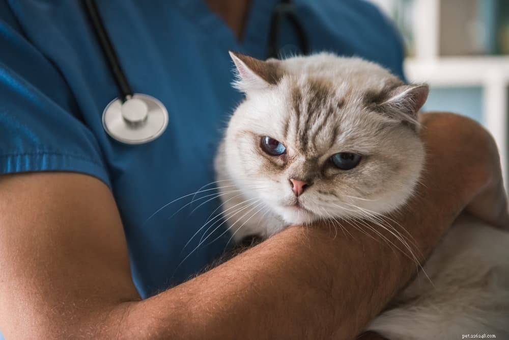 Understanding and Managing Cat Anxiety: Symptoms, Causes, and Solutions
