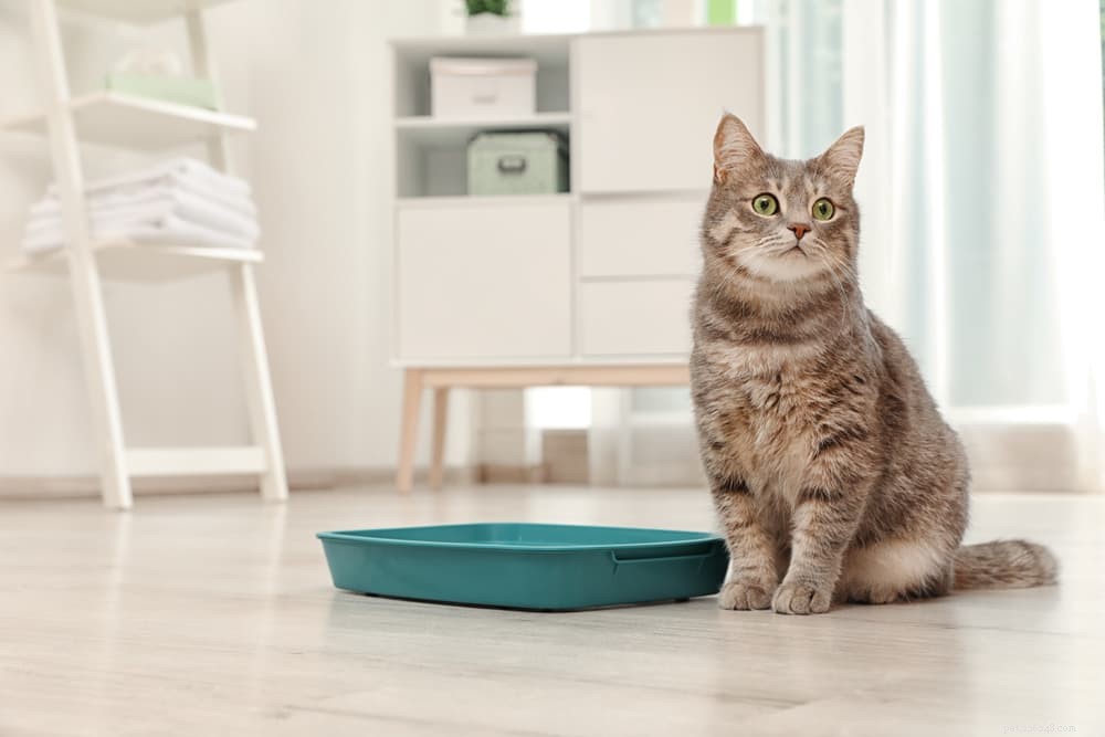 Understanding and Managing Cat Anxiety: Symptoms, Causes, and Solutions