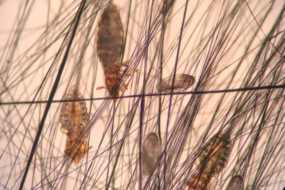 Understanding and Treating Cat Lice: Prevention, Symptoms, and Care