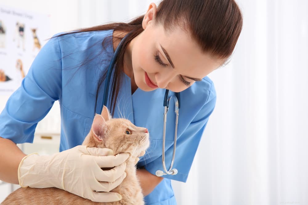 Understanding and Treating Cat Lice: Prevention, Symptoms, and Care