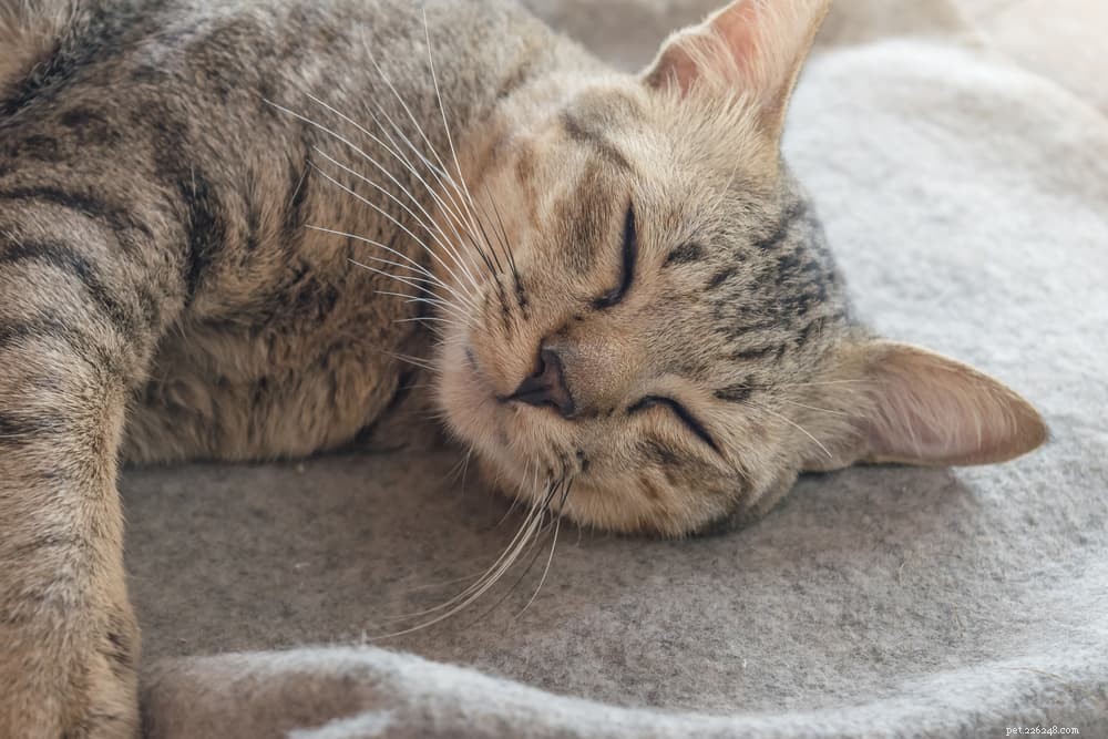 Understanding and Managing Heart Failure in Cats