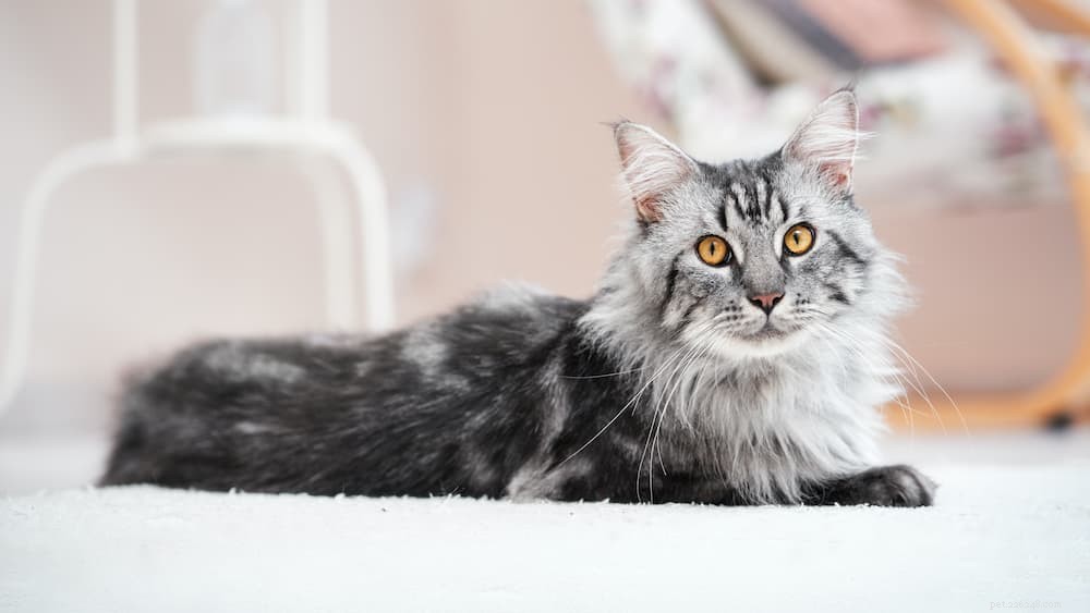 Understanding and Managing Heart Failure in Cats