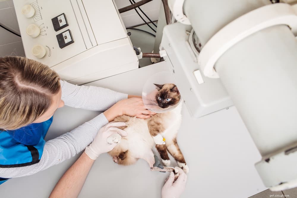 Understanding and Managing Heart Failure in Cats