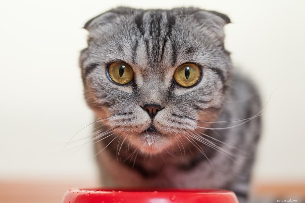 Managing Diabetes in Cats: Care, Treatment, and Long-Term Health