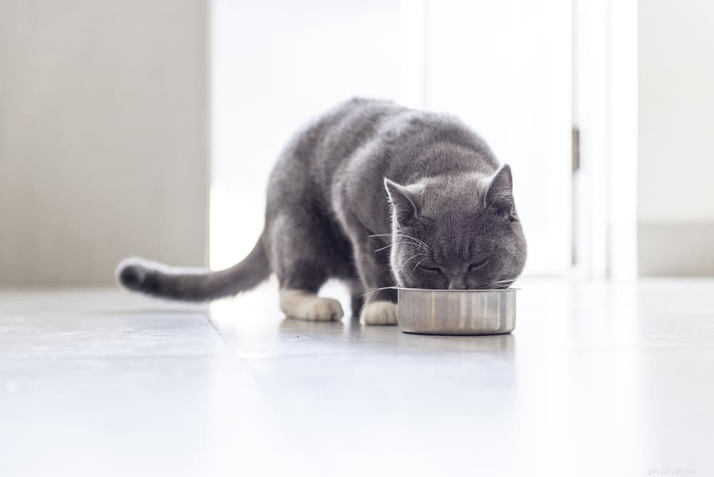 Managing Diabetes in Cats: Care, Treatment, and Long-Term Health