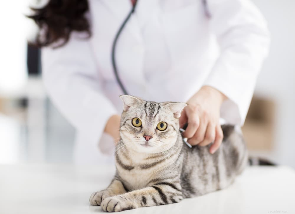 Understanding and Treating Cat Constipation: Causes, Symptoms, and Care