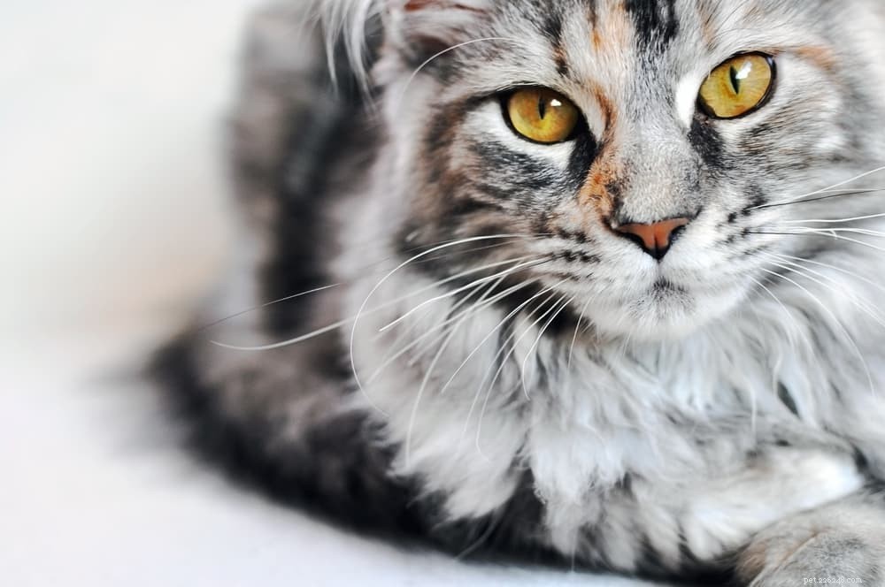 Understanding and Treating Cat Constipation: Causes, Symptoms, and Care