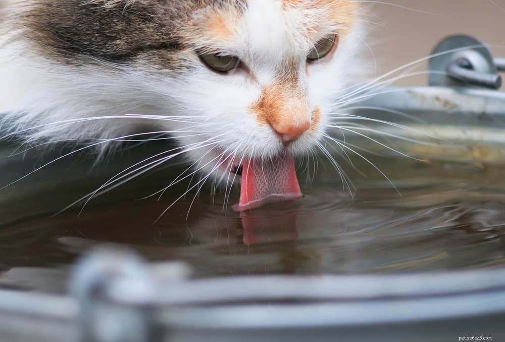 Understanding Giardia in Cats: Symptoms, Risks, and Prevention