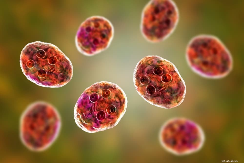 Understanding Giardia in Cats: Symptoms, Risks, and Prevention