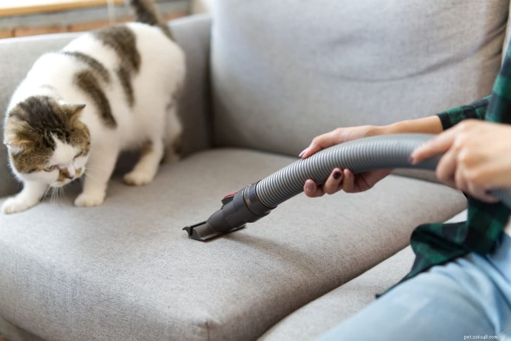 Understanding Giardia in Cats: Symptoms, Risks, and Prevention