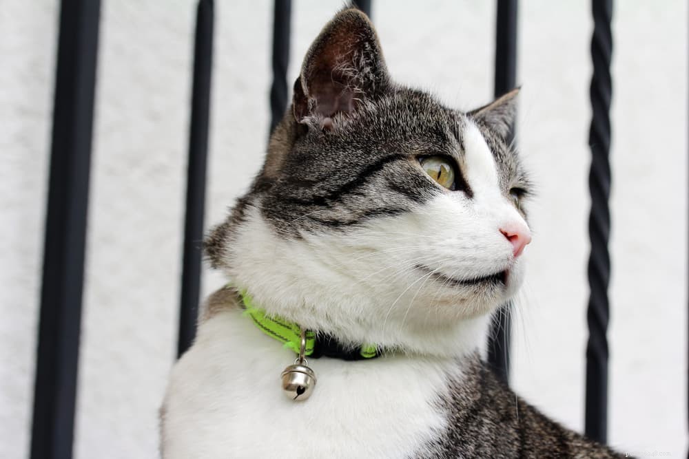 Understanding and Treating Warbles (Botfly) in Cats