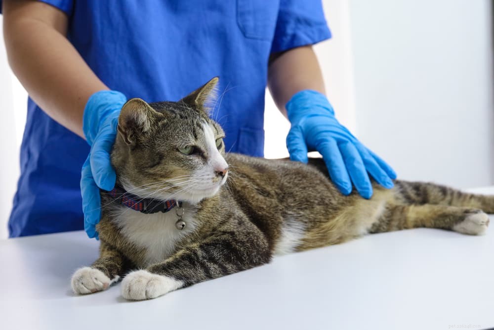 Understanding and Treating Warbles (Botfly) in Cats