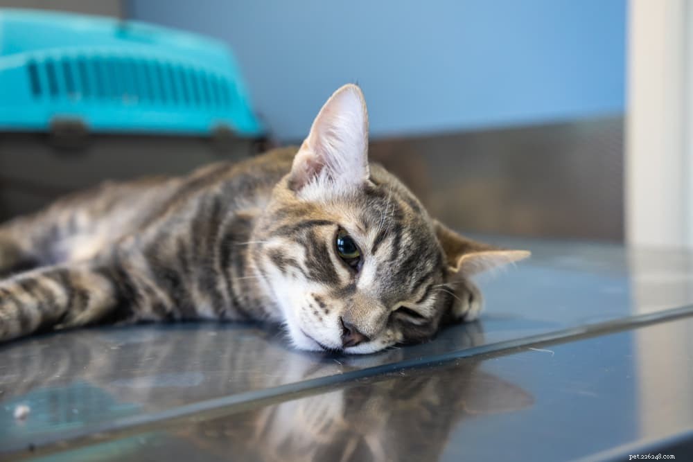 Understanding and Treating Warbles (Botfly) in Cats
