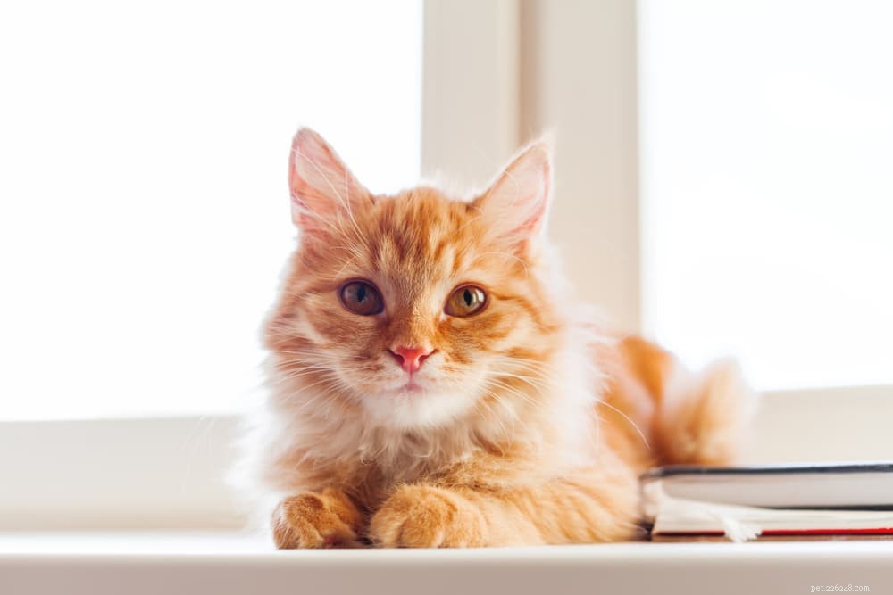 Understanding and Treating Warbles (Botfly) in Cats