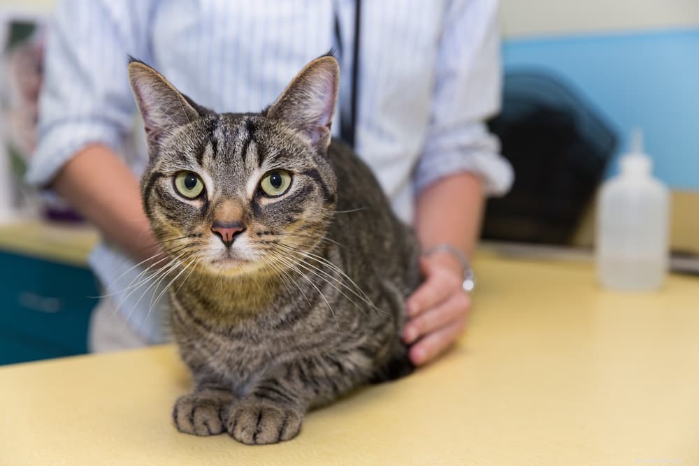 Anemia in Cats: Symptoms, Causes, and Effective Treatments