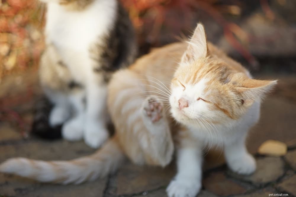 Anemia in Cats: Symptoms, Causes, and Effective Treatments