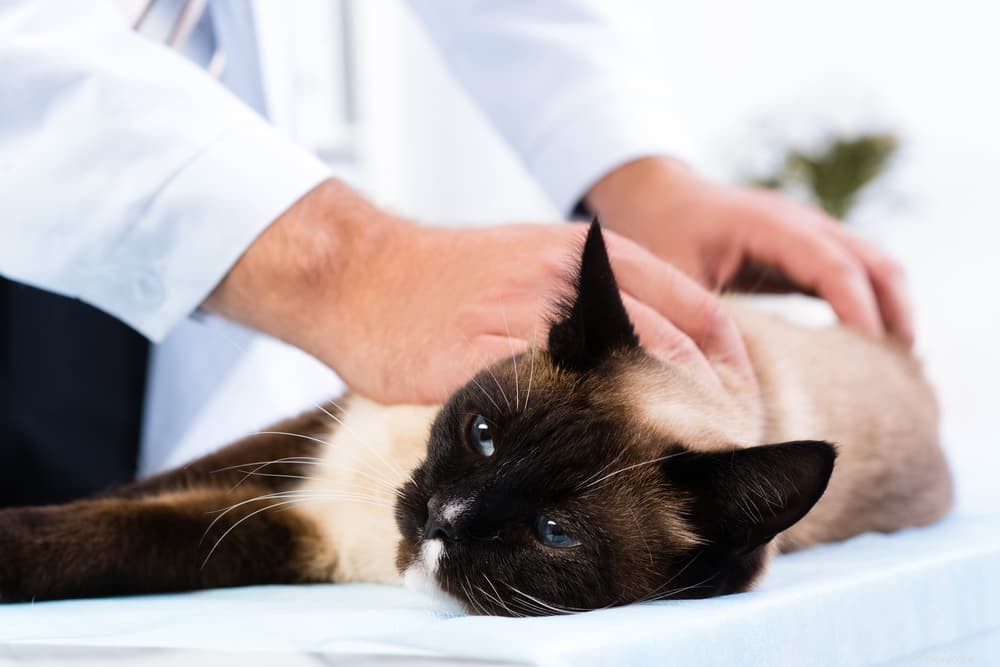 Anemia in Cats: Symptoms, Causes, and Effective Treatments