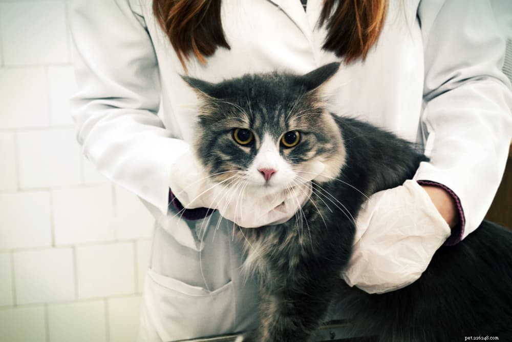 Anemia in Cats: Symptoms, Causes, and Effective Treatments